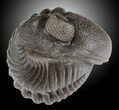Big Wide Enrolled Eldredgeops Trilobite - Ohio #31801-2